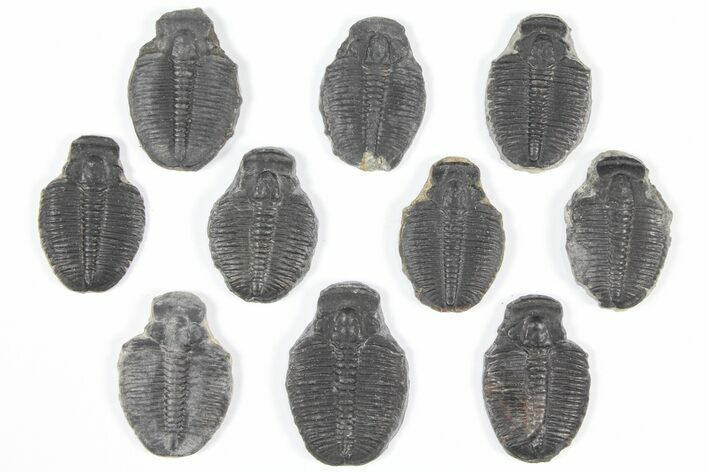 Lot: Elrathia Trilobite Molt Fossils - Pieces #92108